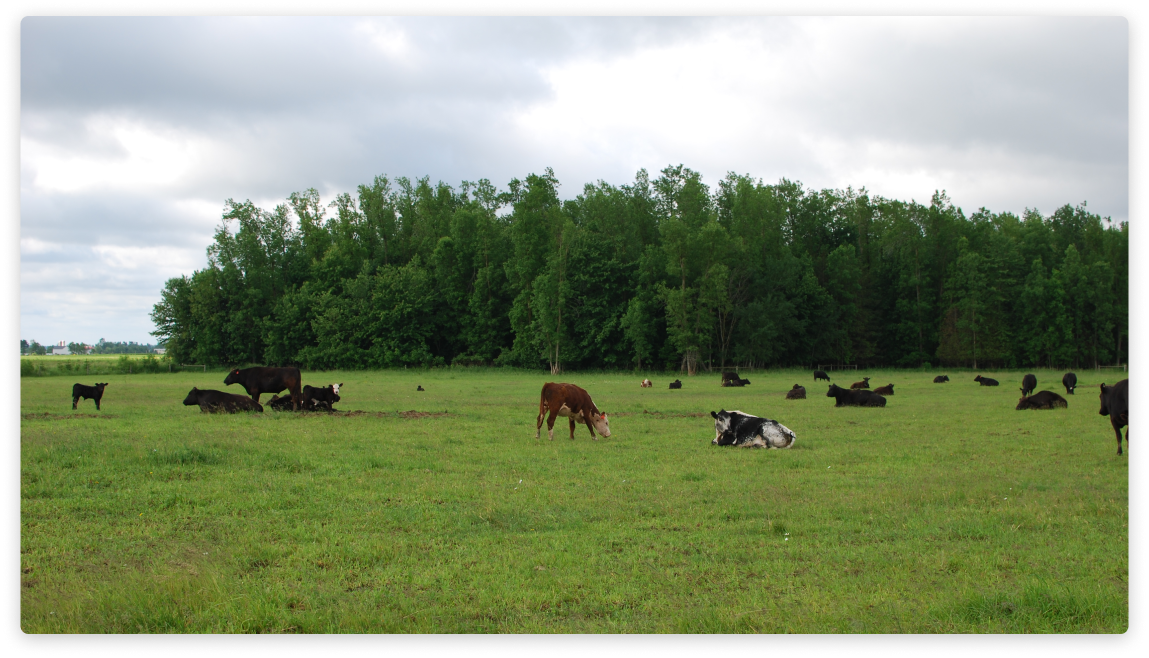 Blackview Farm