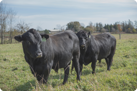 cows in a field